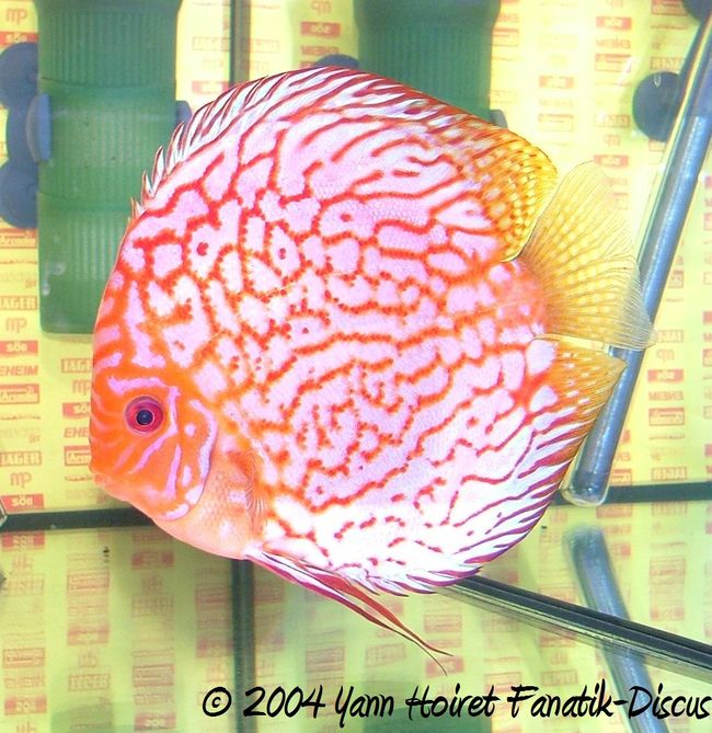 Red Pigeon Discus